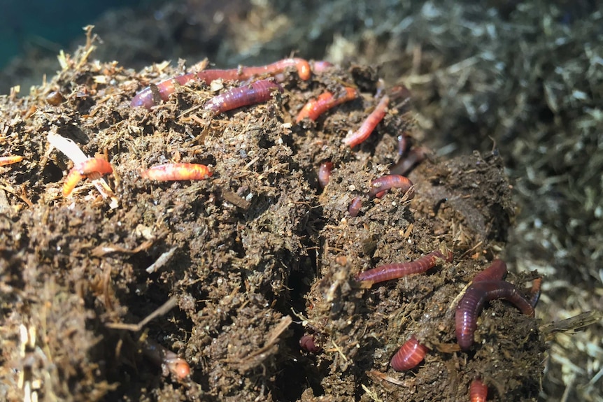 Worms at a worm farm on Queensland's Sunshine Coast