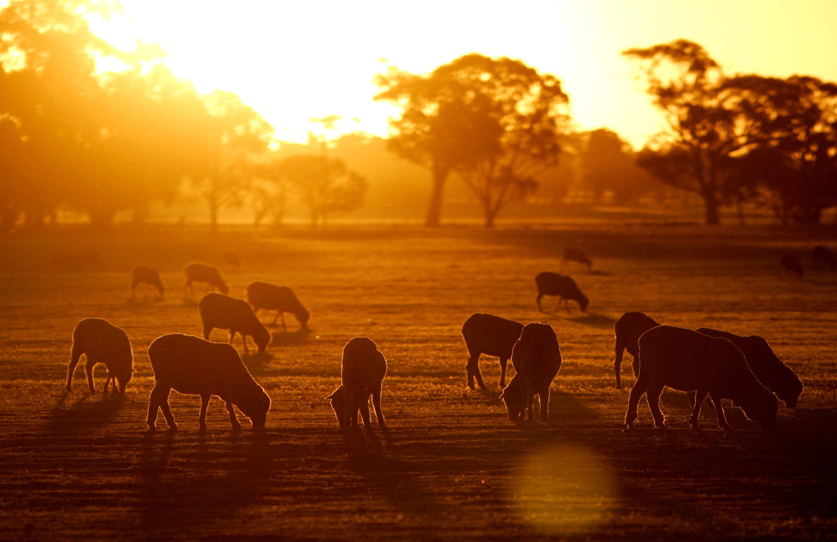 Sheep eat the stubble of a failed wheat crop at sunset.