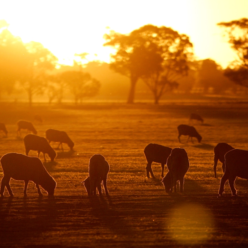 Sheep eat the stubble of a failed wheat crop at sunset.