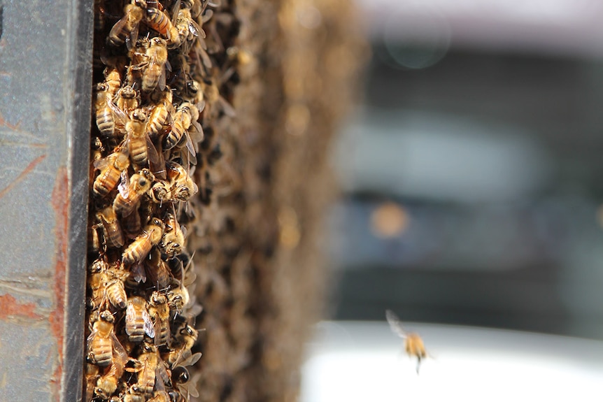 A bee returns to a swarm on a street sign