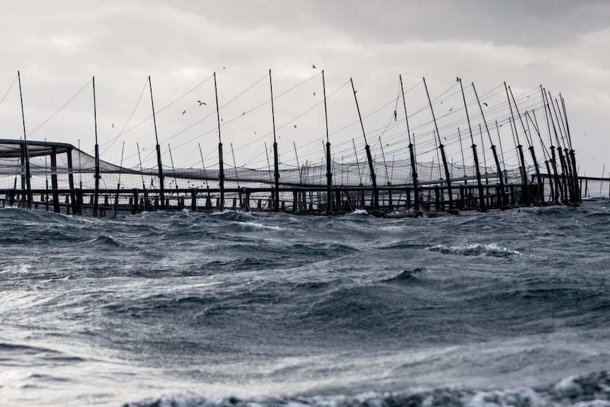 Salmon farm enclosures in Tasmanian waters, owned by Huon Aquaculture.