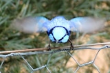 Blue coloured Superb Fairy Wren bird flapping wings on fence