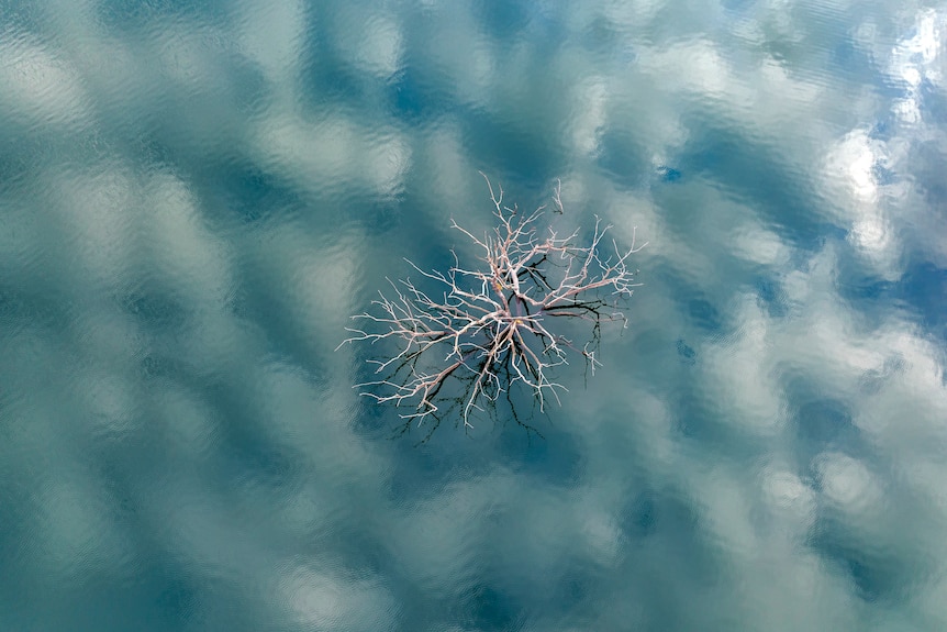 A twiggy tree with no leaves is photographed from above, in a lake surrounded by blue water.