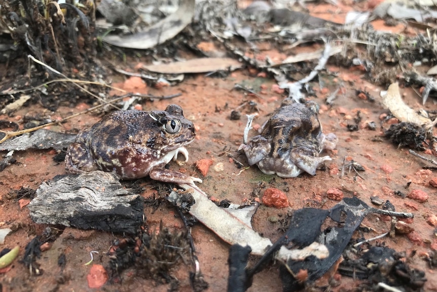 Two small frogs with bulging eyes and curled feet sit on damp ground amongst leaves.