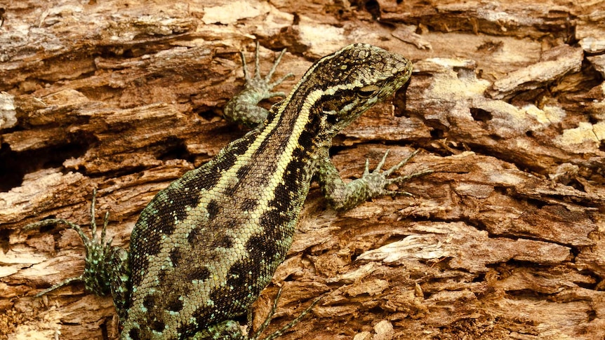 A striking lizards with stripes and blue tale is perched on shale rock.