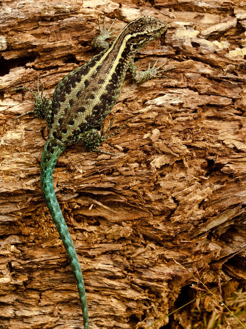 A striking lizards with stripes and blue tale is perched on shale rock.