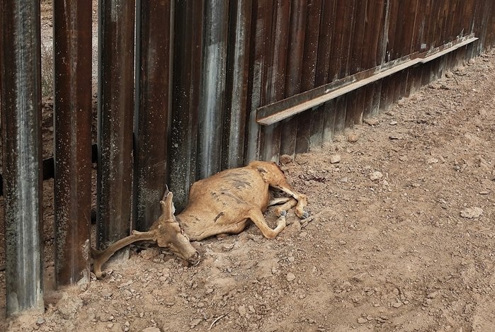 On an overcast day, you view a deceased mule deer curled up against the brown steel bollards of the US border wall.