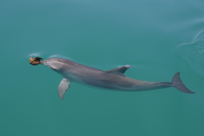 A dolphin swims holding a sea sponge at the top of its beak.