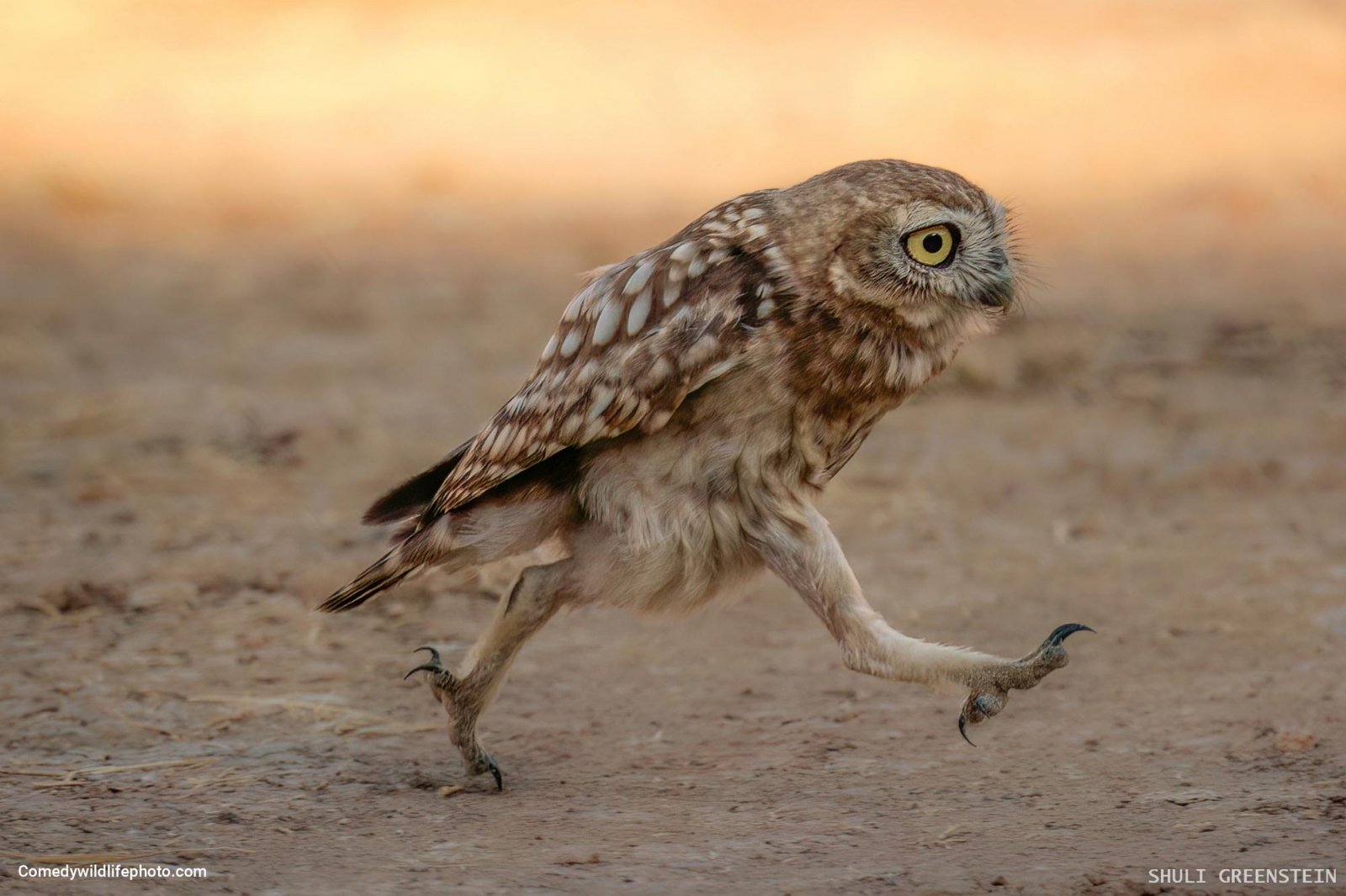 A small owl seemingly hurries as it walks across the ground with a serious look in its eye.  