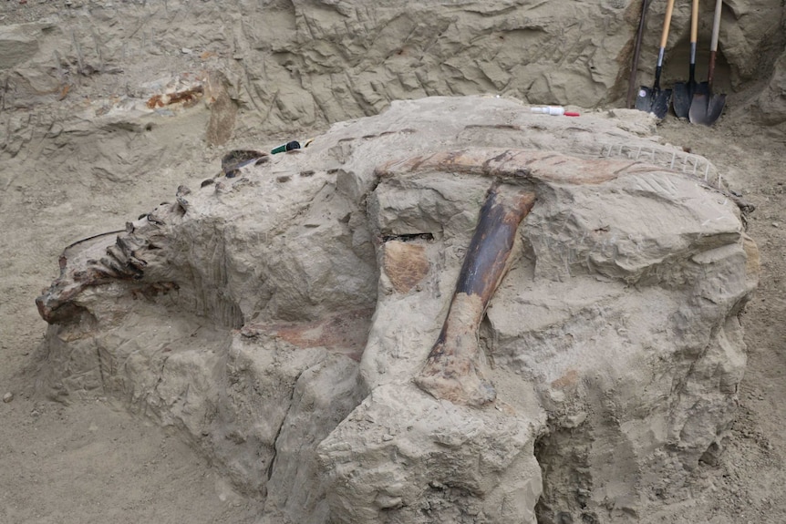 Parts of the triceratops are seen in rock, still being excavated in Montana.