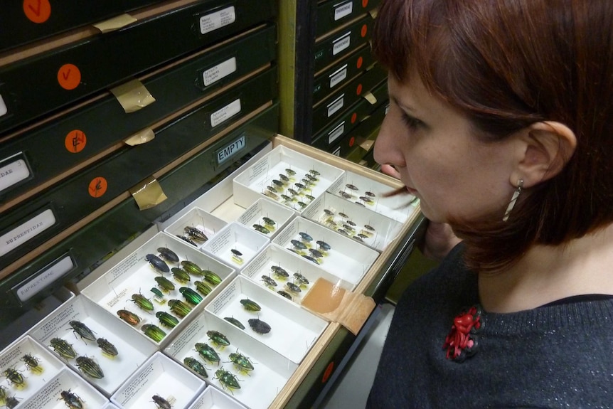 Amber Beavis looks into a draw full of beetle specimens