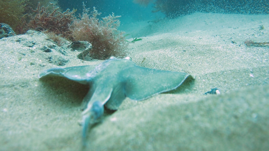 A stingray rests on the seabed with seaweed and rocks in the background