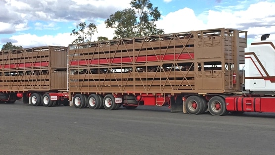 A livestock triple road train with cattle loaded on board at Roma in Queensland