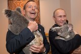 Tony Abbott and Vladimir Putin cuddle koalas