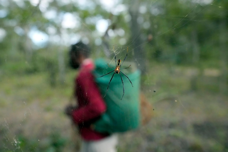 A spider in focus with a man with a bucket on his back in the background
