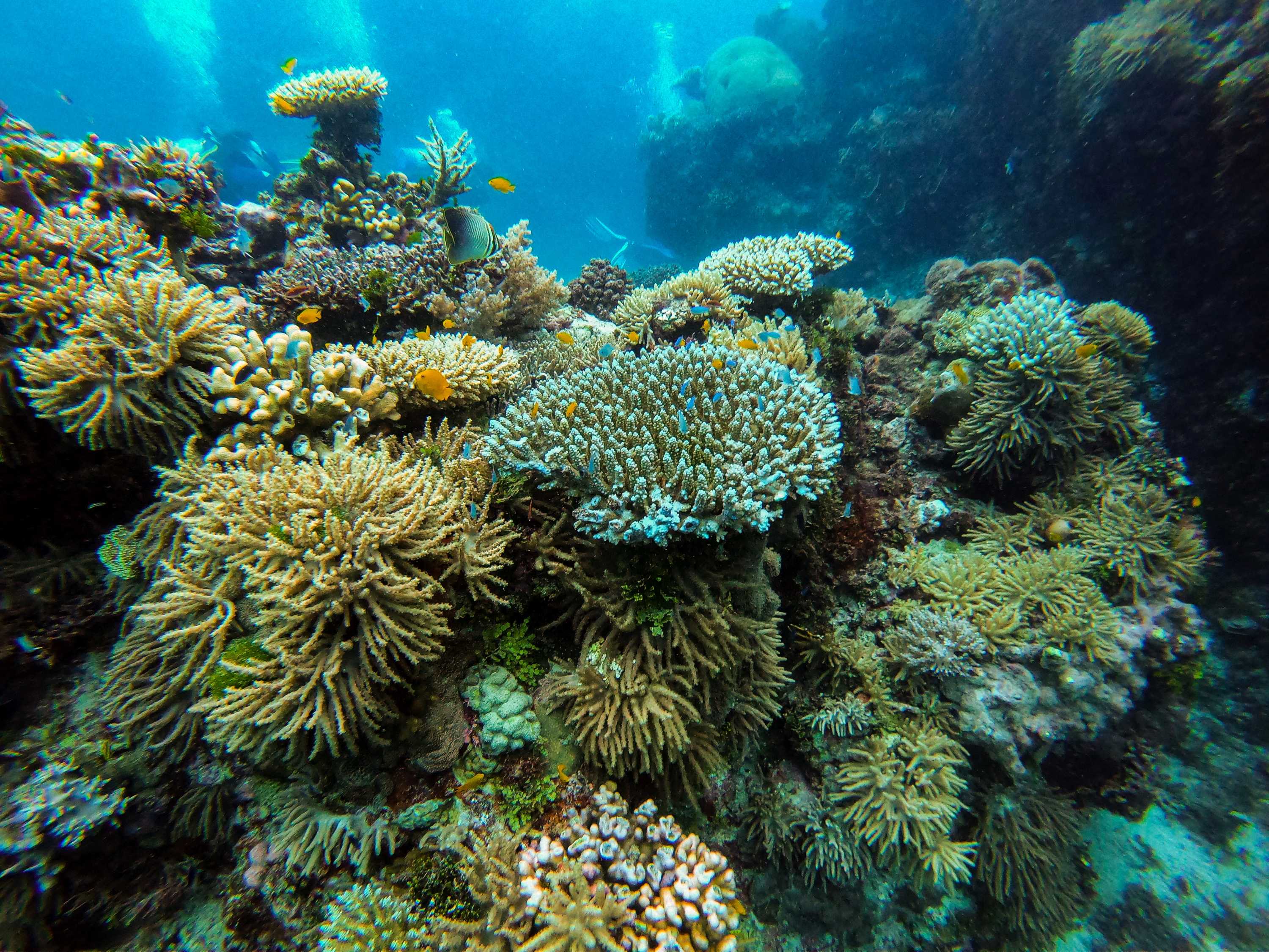 Various corals with brightly-coloured fish swimming among them