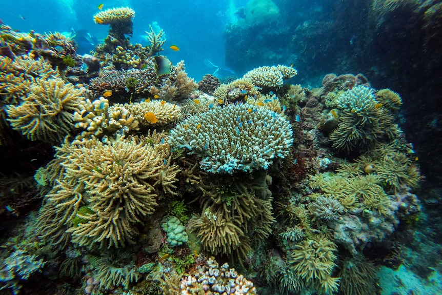 Various corals with brightly-coloured fish swimming among them