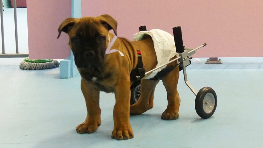 A puppy wearing a nappy. Its rear section is on wheels.