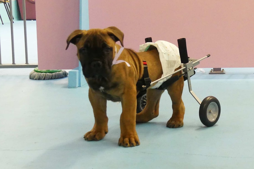 A puppy wearing a nappy. Its rear section is on wheels.