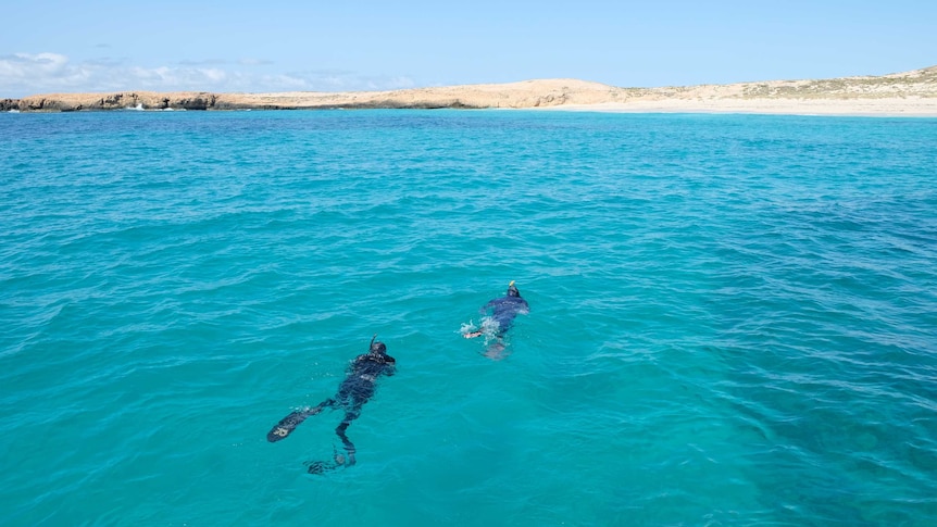 snorkellers in water