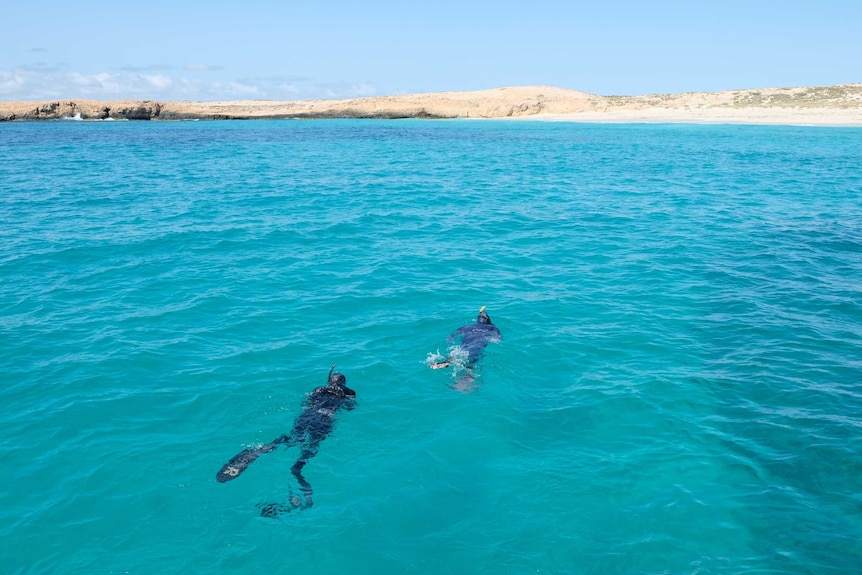 snorkellers in water