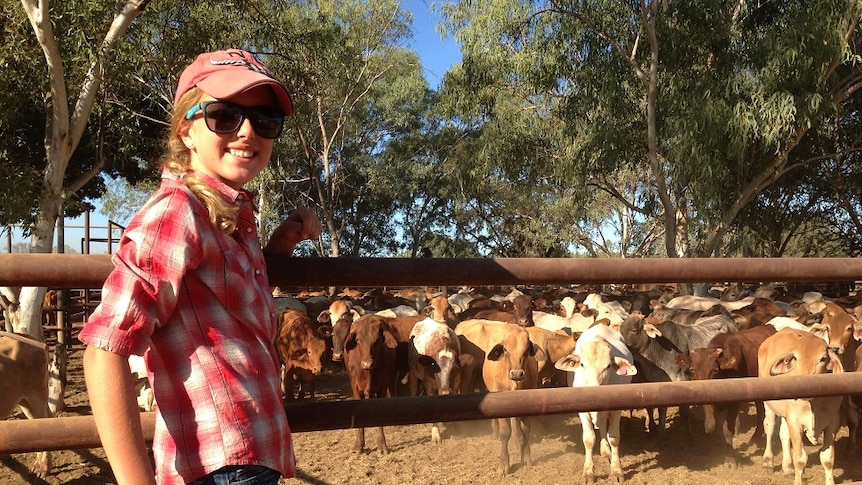 Eleven year old Kasey Paterson stands on a fence in front of young cattle at the Daly Waters rodeo, Northern Territory