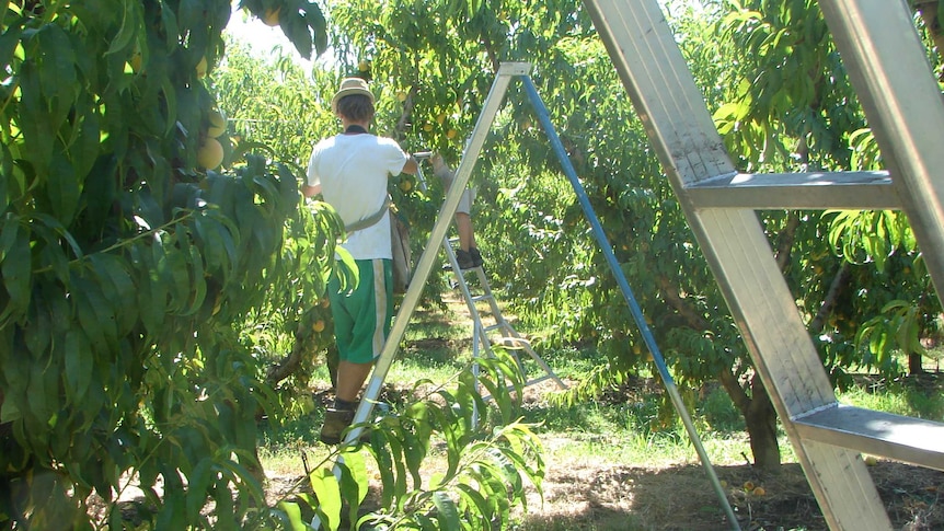 workers pick fruit in an orchard, using ladders.