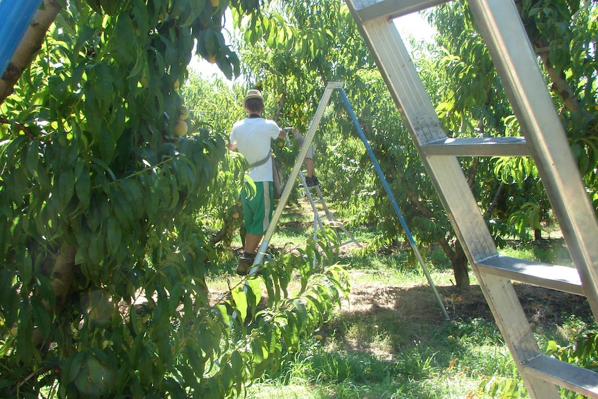 Fruit pickers are hard to get in Victoria's Goulburn Valley
