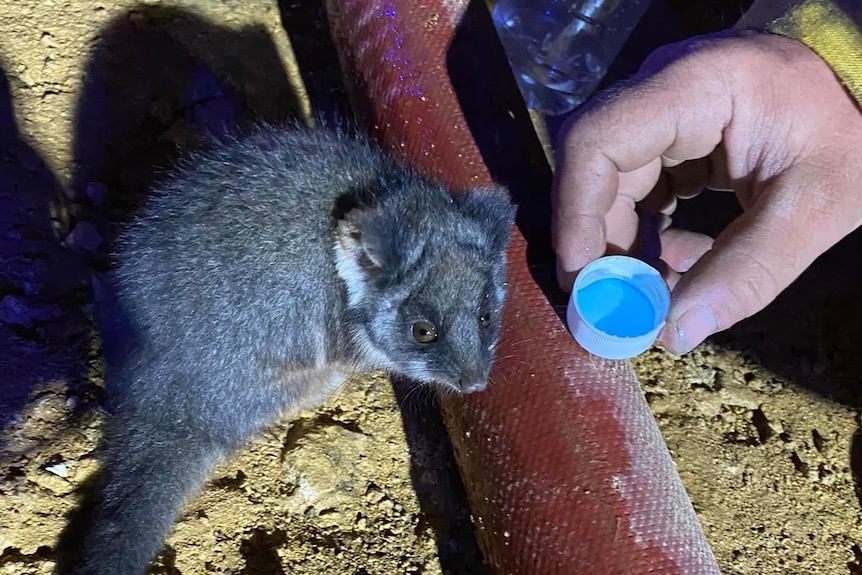 Small furry possum being given water after it was affected by fire.