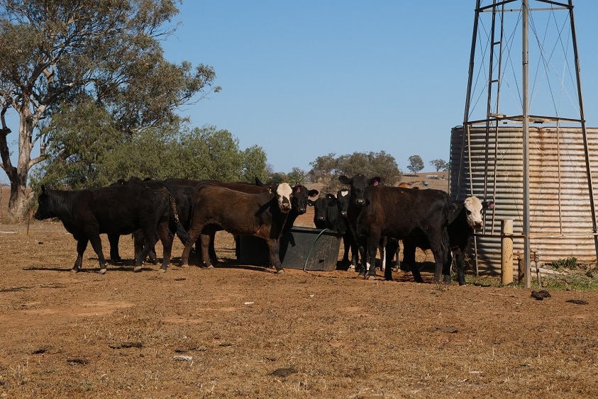 A small herd of young cattle stand by a water trough.