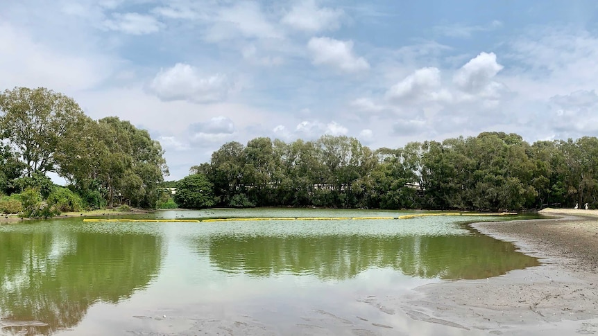 A number of birds swim on a green lake surrounded by trees.