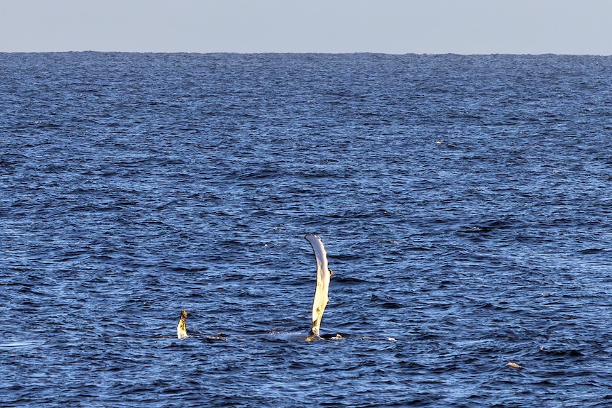 A humpback whale has one its fin in the air 