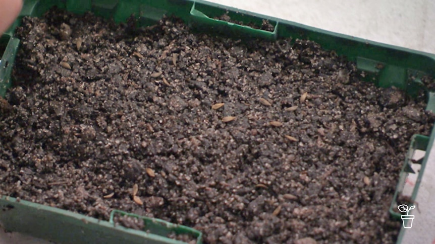 Seed planting tray filled with soil and seeds on top
