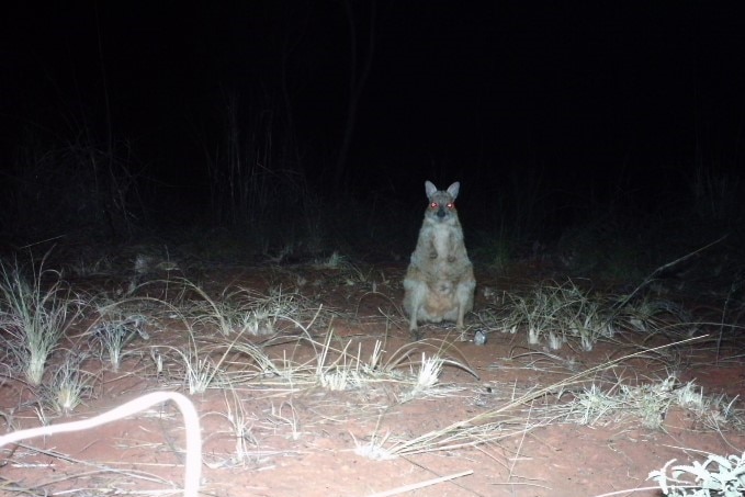A wallaby stands startled at night by a camera trap 