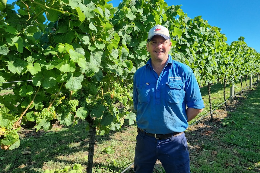 A middle aged man in a blue shirt standing next to a wine vine