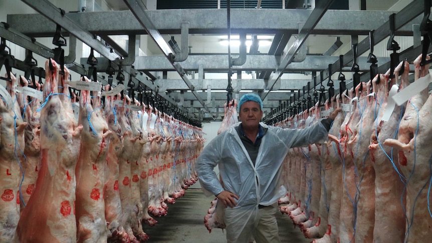 A man in a white coat, stands in between two rows of hanging lamb carcasses