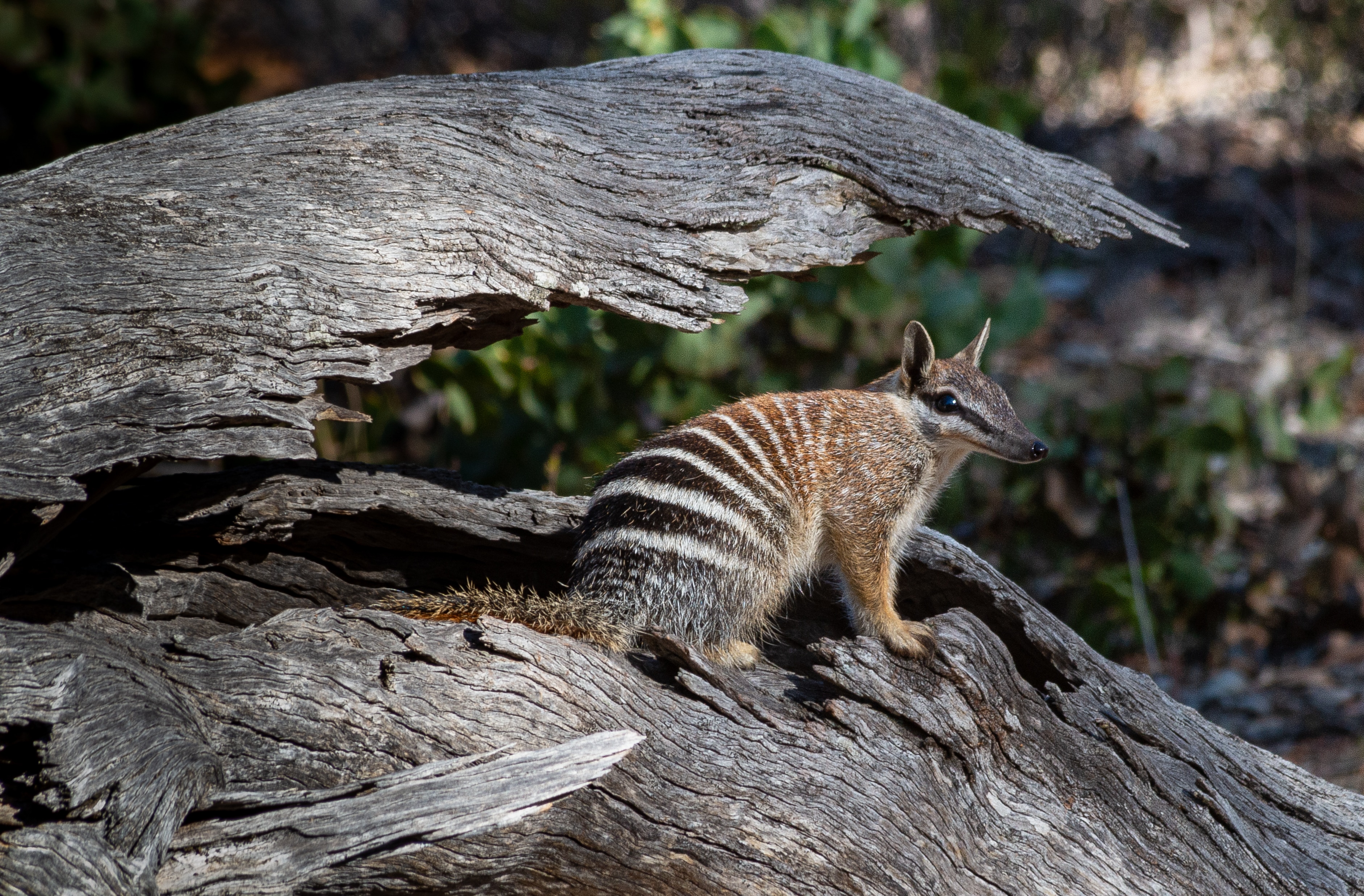 A numbat standing in a sun beam in a cracked hollow log, part of the log is like a veranda over it