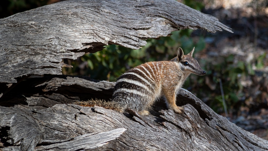 A numbat standing in a sun beam in a cracked hollow log, part of the log is like a veranda over it