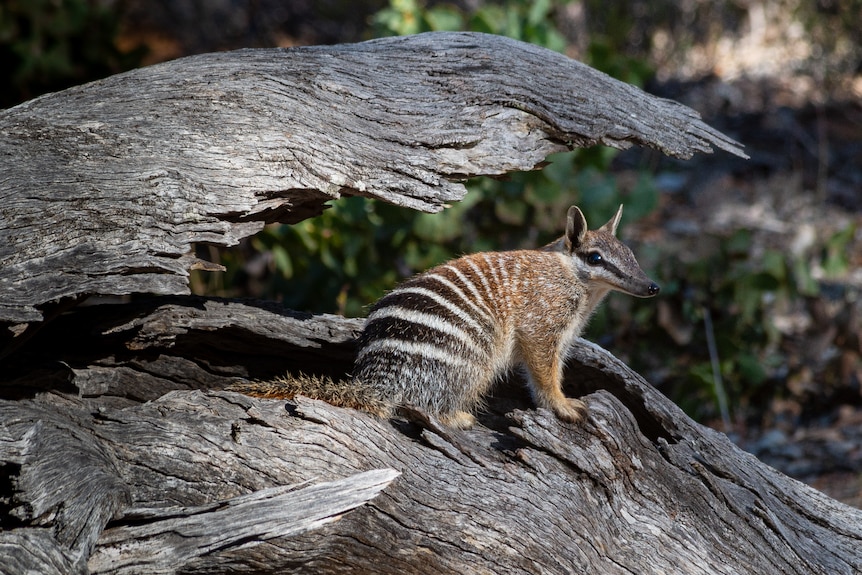 A numbat standing in a sun beam in a cracked hollow log, part of the log is like a veranda over it