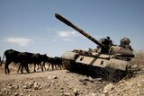 Cows walk past a tank damaged in fighting between Ethiopian government and Tigray forces