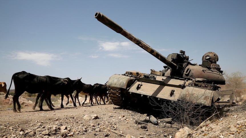 Cows walk past a tank damaged in fighting between Ethiopian government and Tigray forces