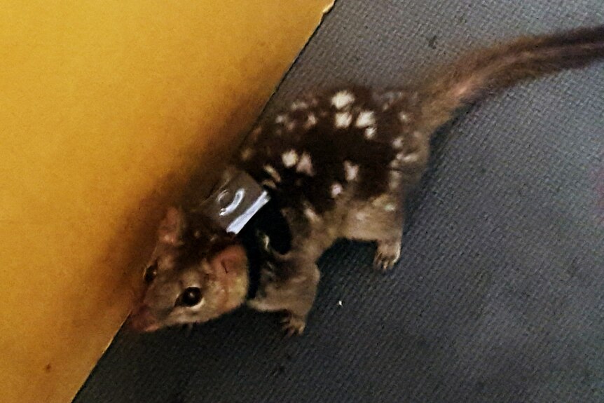 A quoll wears a backpack with a tracker