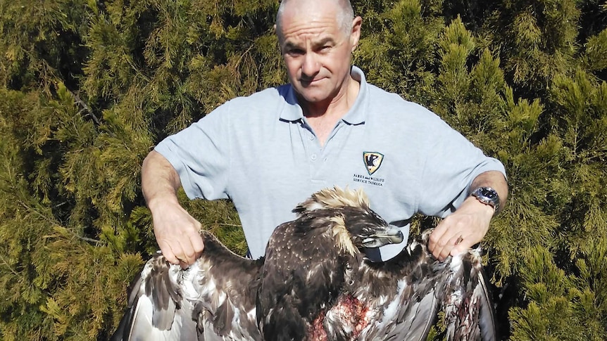 Dead wedge-tailed eagle