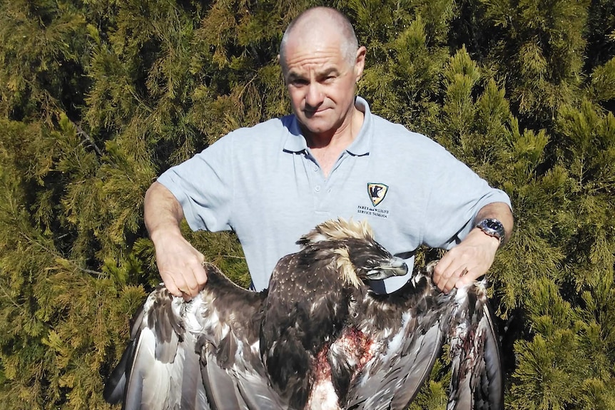 Dead wedge-tailed eagle