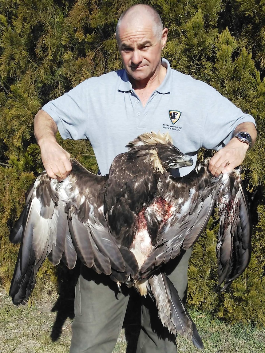 Dead wedge-tailed eagle