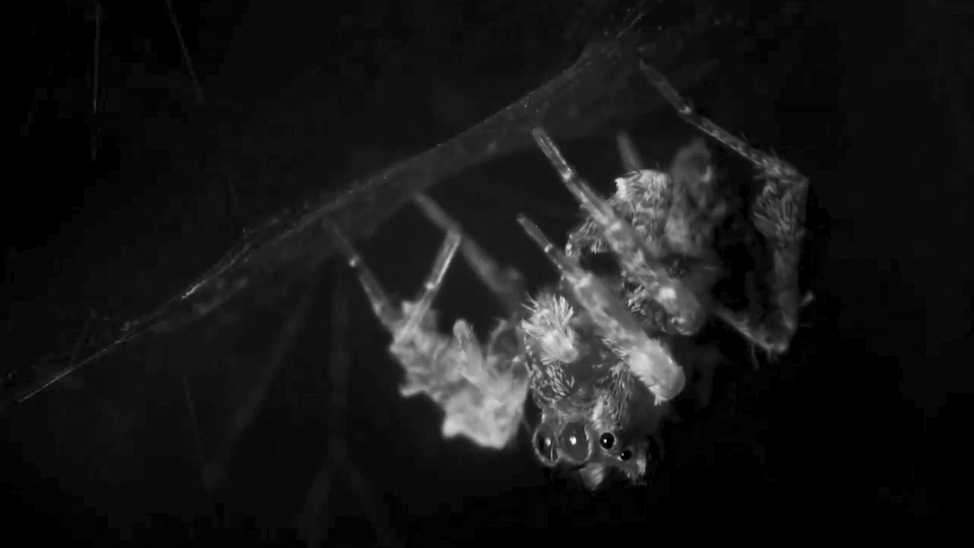 Scientists find REM-like sleep state in Australian spider - ABC News