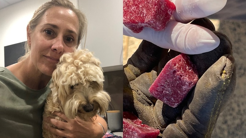 A split image showing a woman and her dog and a gloved hand holding cubes of poisoned meat.