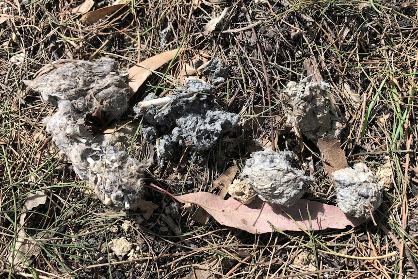 Owl pellets on the ground