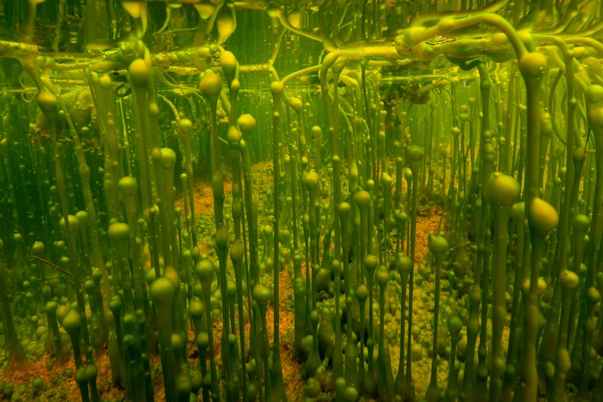 Algae growing in a hot spring