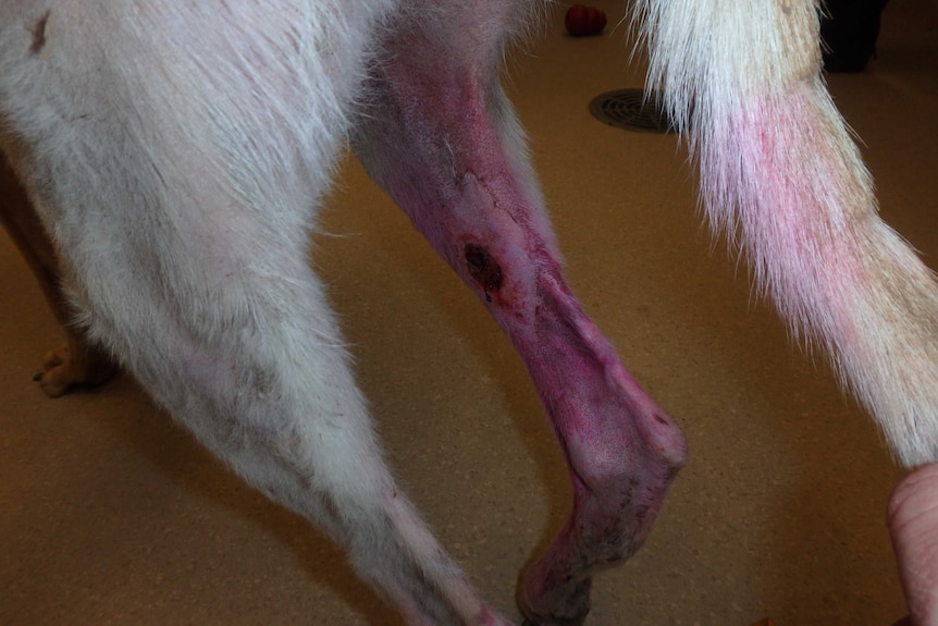 Photographic evidence of greyhound mistreatment